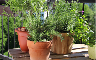 GROWING ISRAELI HERBS AT HOME
