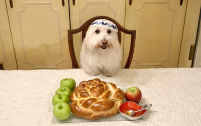 Jewish dog creates cultural phenomenon
